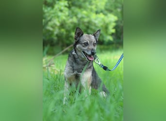 PATRICK Menschenbezogener Mini Wolf (Ukraine)