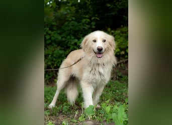ARAMIS Wunderschöner ruhiger Rüde (Ukraine)