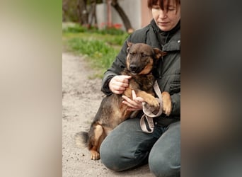 INDY Offener und freundlicher Rüde (Ukraine)