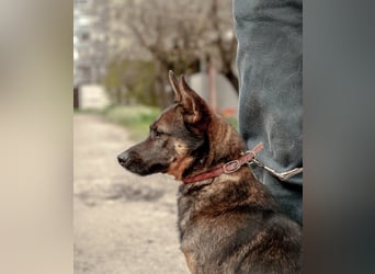 INDY Offener und freundlicher Rüde (Ukraine)
