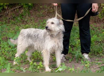 PUFFY Verspielte Familienhündin (Ukraine)