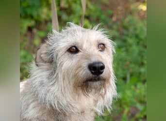 PUFFY Verspielte Familienhündin (Ukraine)