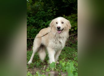 ARAMIS Wunderschöner ruhiger Rüde (Ukraine)