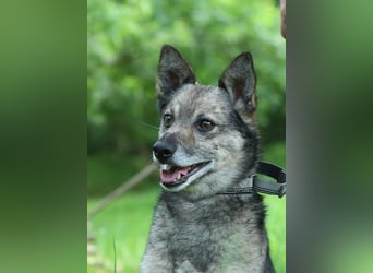 PATRICK Menschenbezogener Mini Wolf (Ukraine)