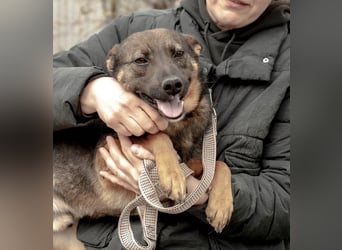 INDY Offener und freundlicher Rüde (Ukraine)