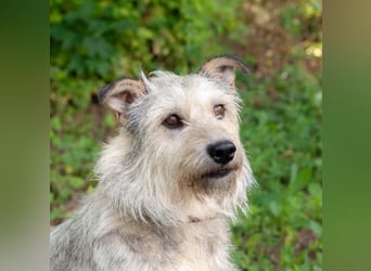 PUFFY Verspielte Familienhündin (Ukraine)
