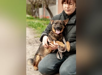 INDY Offener und freundlicher Rüde (Ukraine)