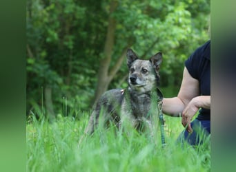 PATRICK Menschenbezogener Mini Wolf (Ukraine)
