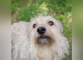PUFFY Verspielte Familienhündin (Ukraine)