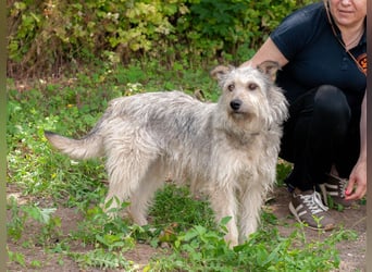 PUFFY Verspielte Familienhündin (Ukraine)