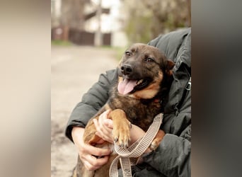 INDY Offener und freundlicher Rüde (Ukraine)