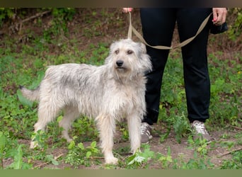 PUFFY Verspielte Familienhündin (Ukraine)