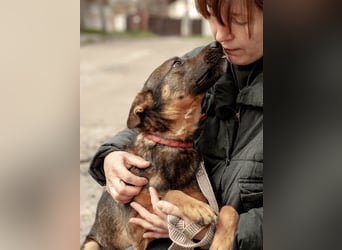 INDY Offener und freundlicher Rüde (Ukraine)