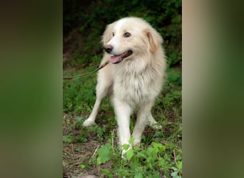 ARAMIS Wunderschöner ruhiger Rüde (Ukraine)