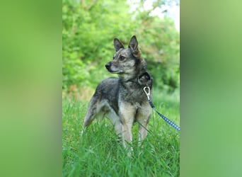 PATRICK Menschenbezogener Mini Wolf (Ukraine)