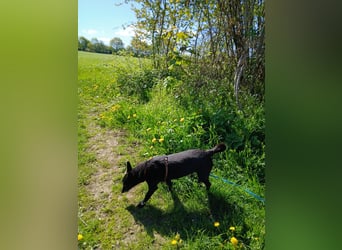 Riley wartet in der Nähe von Kiel