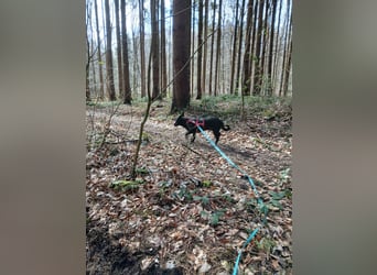 Riley wartet in der Nähe von Kiel