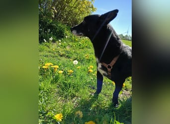 Riley wartet in der Nähe von Kiel