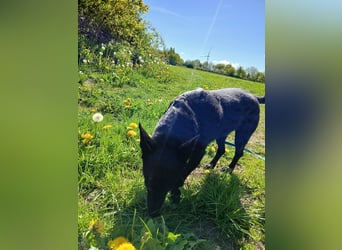 Riley wartet in der Nähe von Kiel