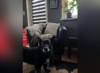 Riley wartet in der Nähe von Kiel