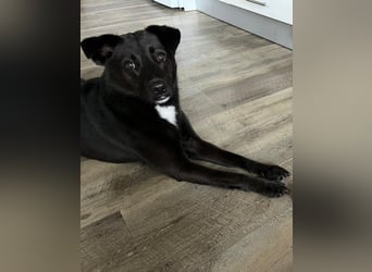 Pauli – sensibler Herzenshund sucht sein Glück