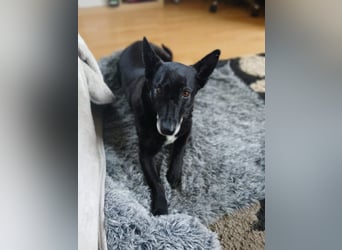Riley wartet in der Nähe von Kiel