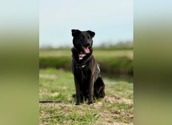 Pauli – sensibler Herzenshund sucht sein Glück