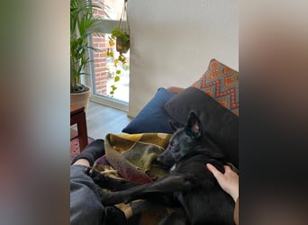 Pauli – sensibler Herzenshund sucht sein Glück