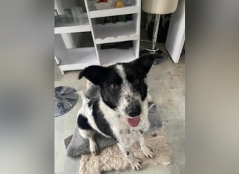 Evie sucht freies Körbchen