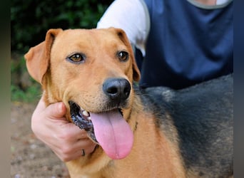 Linnea - Hauptsache ihr großes Herz passt in`s Körbchen