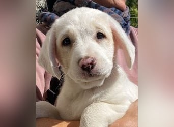 Ilvy - Neunmal werden wir noch wach...