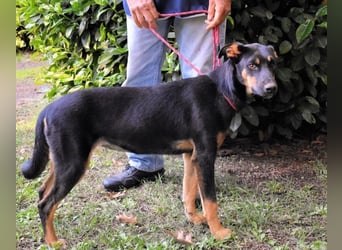 Djamica - fröhliche Junghündin mit offenem Herzen