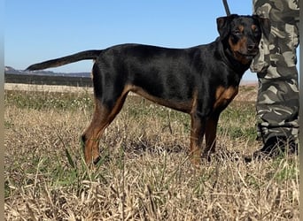 Anny - Ältere Hundedame sucht ihren Prinzessinnenplatz