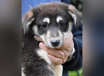 Vistella - Kuckuck...hallo...sind da draußen Menschen?