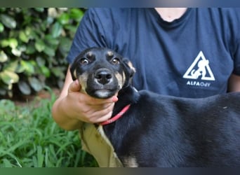 Damiana - ein schüchternes Hundemädchen sucht Sicherheit