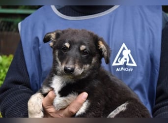 Vessilia - Kuckuck...hallo...sind da draußen Menschen?