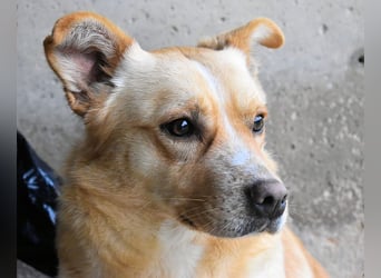 Sigrid - es ist wankelmütig, dieses Schicksal