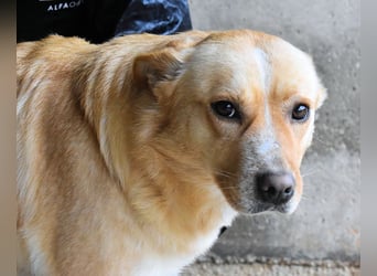 Sigrid - es ist wankelmütig, dieses Schicksal