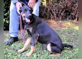 Djamica - fröhliche Junghündin mit offenem Herzen