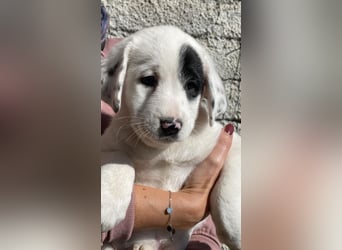 Isa - Neunmal werden wir noch wach...