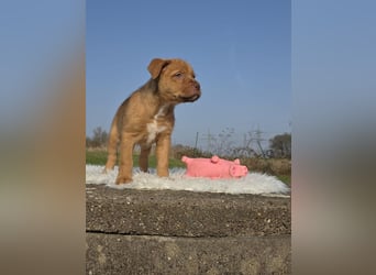 Linou - Also ehrlich, wir sind doch nur Babys!