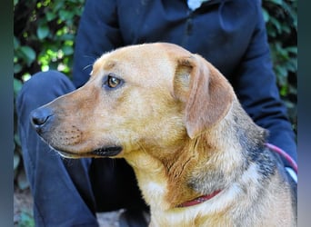 Linnea - Hauptsache ihr großes Herz passt in`s Körbchen