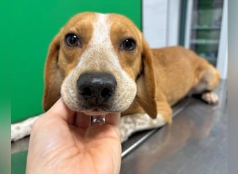 Cecilius - ein ruhiger Begleiter