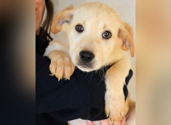 Sirette - ...und Sniffy halten zusammen