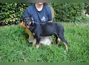 Damiana - ein schüchternes Hundemädchen sucht Sicherheit