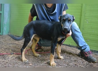 Djamica - fröhliche Junghündin mit offenem Herzen