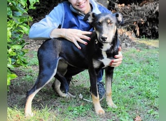 Damiana - ein schüchternes Hundemädchen sucht Sicherheit