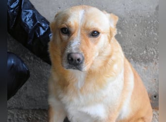 Sigrid - es ist wankelmütig, dieses Schicksal