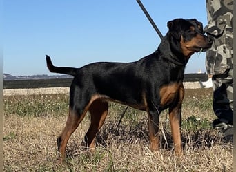 Anny - Ältere Hundedame sucht ihren Prinzessinnenplatz