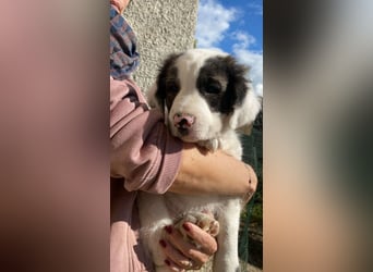 Ingo - Neunmal werden wir noch wach...